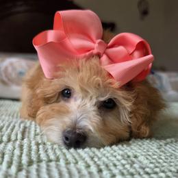 Amoura - Red  female Poodle puppy in Buffalo, Illinois from Pear Tree Pups