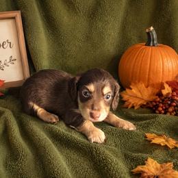 Mocha - Chocolate and cream male Dachshund puppy in Bakersfield, California from Pretty Dachshunds 661