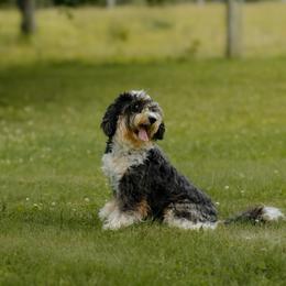 Margot - Bernedoodle