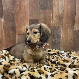 Dachshund Puppies from Brittany Barks