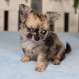 Chihuahua puppies from Dachsy