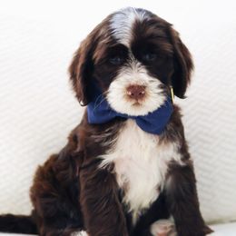 Donald - Chocolate male Australian Labradoodle puppy in Diamond Bar, California from Furrytaildoodles