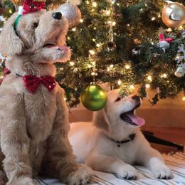 Lio Boy 6 - Light golden male Golden Retriever puppy in Marysville, Washington from Alpine Valley Ranch-European English Cream Golden Retriever