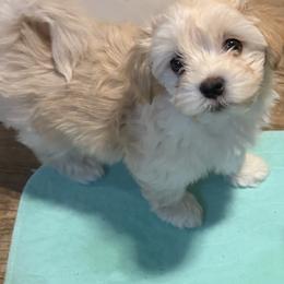 Blossom - Cream female Havanese puppy in Falkville, Alabama from Nanas Havanese