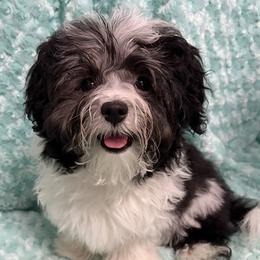 Mbappe - Black and white male Havanese puppy in Salt Lake City, Utah from Beseme Havanese