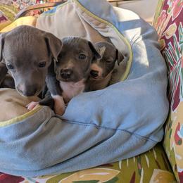 Boy 1 - Blue male Italian Greyhound puppy in Frederick, Maryland from Celeste Italian Greyhounds