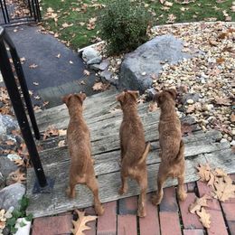 Irish Terrier Puppies from Galeway Irish Terriers