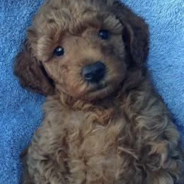 Cavapoos, Maltipoos, and Poodles from My Sweet Poodles and Doodles