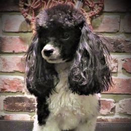 Tar Foot Baby - Poodle