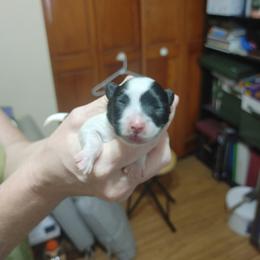 Laraes younger girl - White and black female Papillon puppy in Frostproof, Florida from Longwing Kennel
