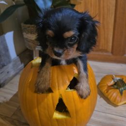 Alana - Black and tan female Cavalier King Charles Spaniel puppy in Springfield, Missouri from Caney Mountain Cavaliers LLC