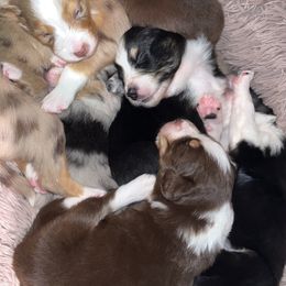Australian Shepherd Puppies from Southern Sky Aussies