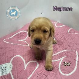 Neptune - Yellow female Labrador Retriever puppy in Elloree, South Carolina from Moonlight Kennels LLC