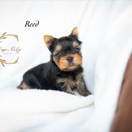 Reed - Black and tan male Yorkshire Terrier puppy in Marmaduke, Arkansas from Copper Ridge Yorkies