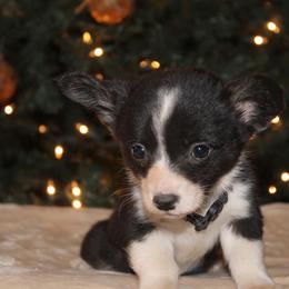 Brewer - Black and white male Cardigan Welsh Corgi puppy in Leonard, Texas from Southern Rose Corgis