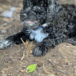 Portuguese Water Dog Puppies from Yellowstone Porties