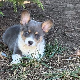 Boy 2 - Blue male Pembroke Welsh Corgi puppy in Ocala, Florida from Dolan Farms Corgis