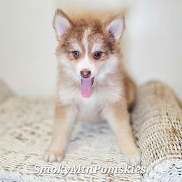 Phoenix SALE 3600 - Chocolate male Pomsky puppy in Christiana, Tennessee from Smoky Mountain Pomskies