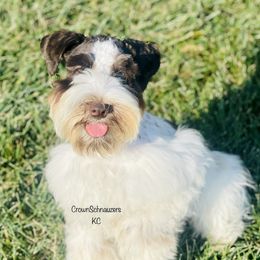Moki - Miniature Schnauzer