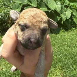 Glory - White female Schnoodle puppy in Temple, Texas from Schnauzers Of Taylor