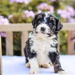 Oreo - Phantom male Bernedoodle puppy in Crete, Nebraska from Doodles & Co