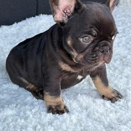 Jesse - Black and tan female French Bulldog puppy in Sherman, Texas from Horror Line Frenchies