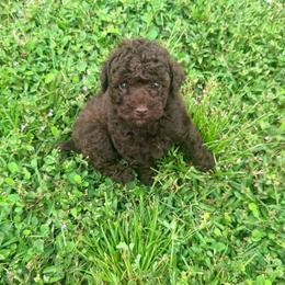 Cosmo - Brown male Poodle puppy in Kissimmee, Florida from Poodles Are Mixy