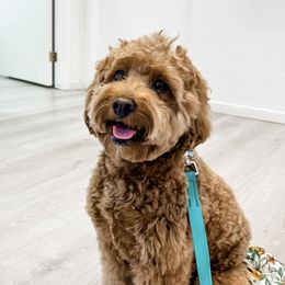 Maple - Goldendoodle