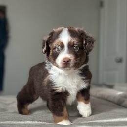Comet - Red tri-color male Miniature American Shepherd puppy in Greenwood, Indiana from Barnaby’s Barn Dog’s