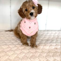 Hermione - Red  female Goldendoodle puppy in Saratoga Springs, Utah from DayDreamDoodles