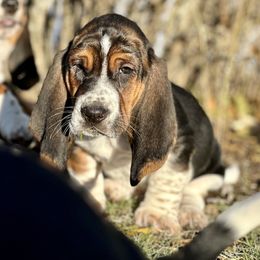Basset Hound Puppies from Plummer Mountain Kennels