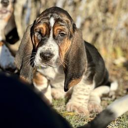 Basset Hound Puppies from Plummer Mountain Kennels
