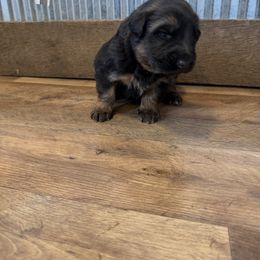 Ice - Black and red female German Shepherd puppy in Ridgeville, Indiana from McCord’s Standard Aussies