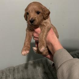 George - Apricot male Goldendoodle puppy in China Grove, North Carolina from Lasting Legacy Family Dogs