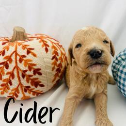 Cider - Cream male Goldendoodle puppy in Cedartown, Georgia from Loyal Doodles