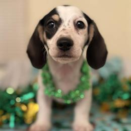 Harmony - Black and cream female Dachshund puppy in Saint Paul, Minnesota from Vibrant Eyes Doxies