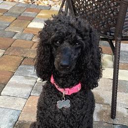 Athena - Poodle