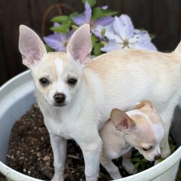 Gary - Cream and white male Chihuahua puppy in Amity, Pennsylvania from Rhoda and Verna