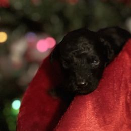 Green Collar - Black male Poodle puppy in Macon, Georgia from Mystic Mini Poodles