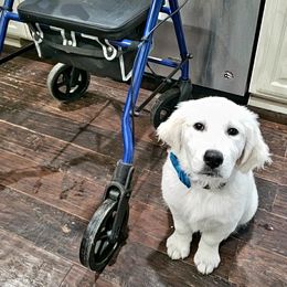 Golden Retriever Puppies from God Given Goldens
