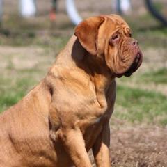 Honey - Dogue de Bordeaux