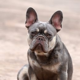 Ivy - French Bulldog