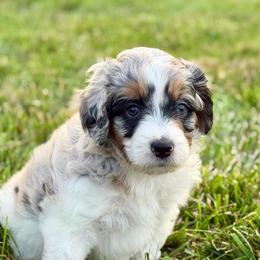 Megalodon - male Australian Mountain Doodle puppy in Decatur, Illinois from Signature Doodles