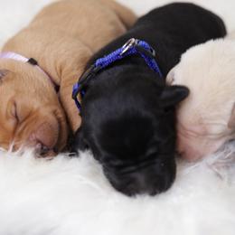 Labrador Retriever Puppies from AGL Retrievers