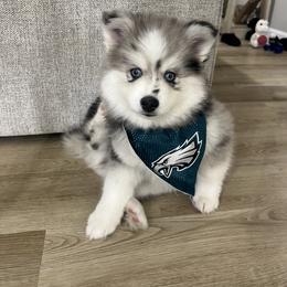 Pomsky Puppies from Pomsky Pack & Co
