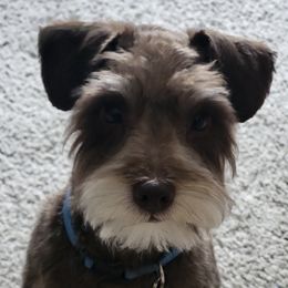 Miniature Schnauzer All Grown Up from Nordwest Schnauzers