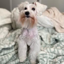 Maple ( Adult to retire) - White female Miniature Schnauzer puppy in Sacramento, California from Hardcastle Family Schnauzer’s