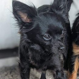 LuceeLu - Chihuahua