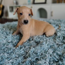 Matthew - Fawn male Italian Greyhound puppy in Lancaster, Texas from Lopez G Kennel