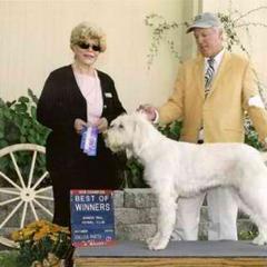 Spinone Italiano Puppies from Boe Dogs